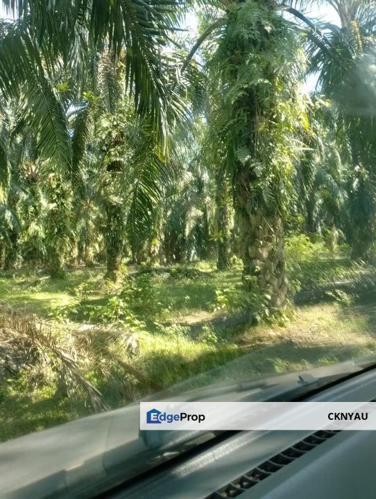 Perak batu gajah siputeh freehold super big oil palm land for sale, Perak, Ipoh