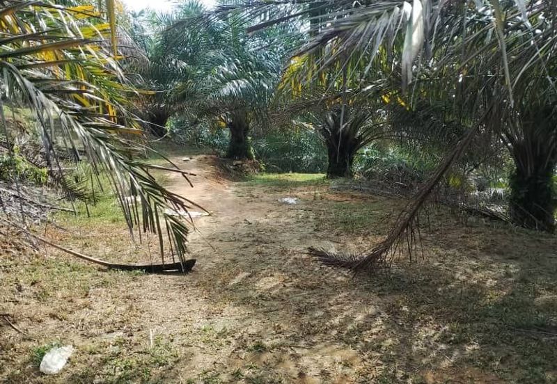 Perak batu gajah siputeh freehold super big oil palm land for sale
