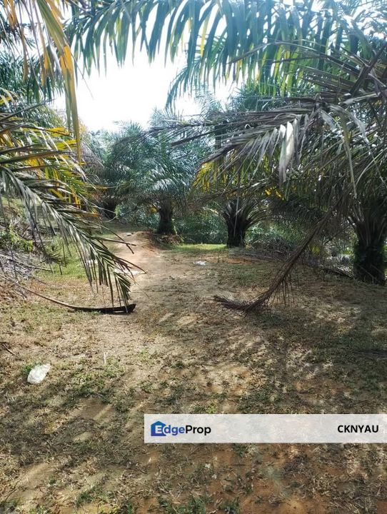Perak batu gajah siputeh freehold super big oil palm land for sale, Perak, Ipoh
