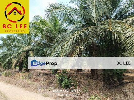 Oil Palm Tree Sungai Pelek Sepang, Selangor, Sepang