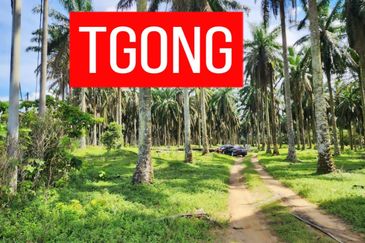 LAND SALE AT SELAMA PERAK AGRICULTURE LAND 25.67 ACRE