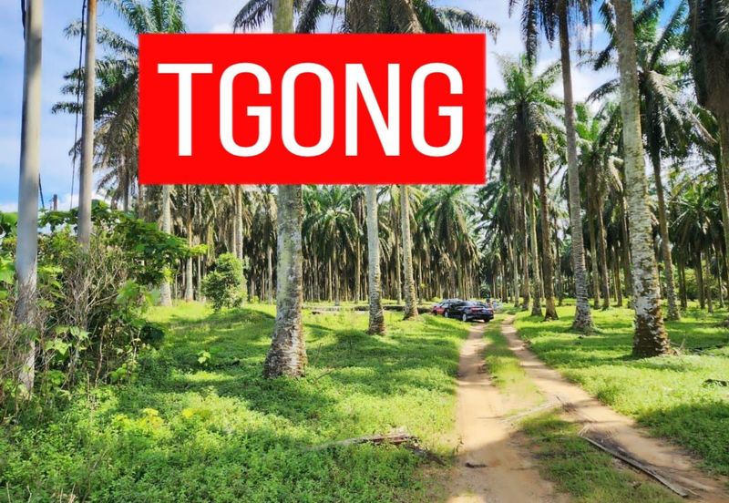 LAND SALE AT SELAMA PERAK AGRICULTURE LAND 25.67 ACRE