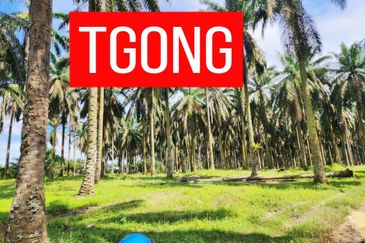 LAND SALE AT SELAMA PERAK AGRICULTURE LAND 25.67 ACRE