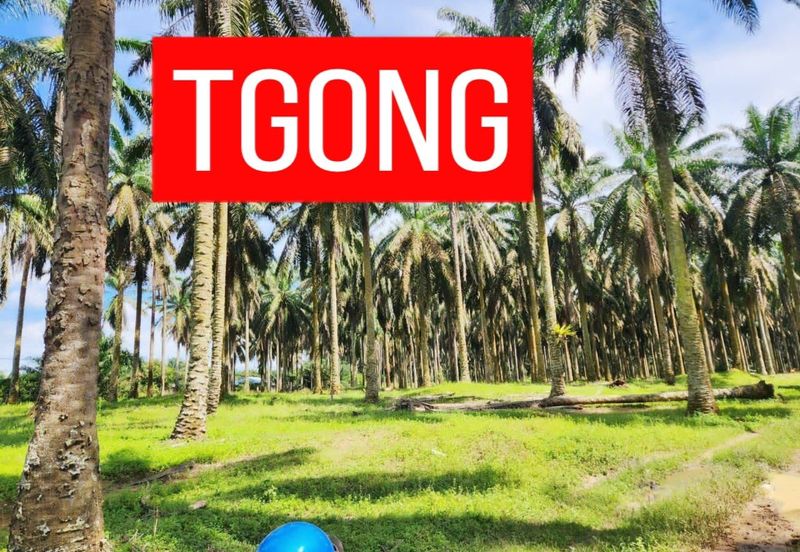 LAND SALE AT SELAMA PERAK AGRICULTURE LAND 25.67 ACRE