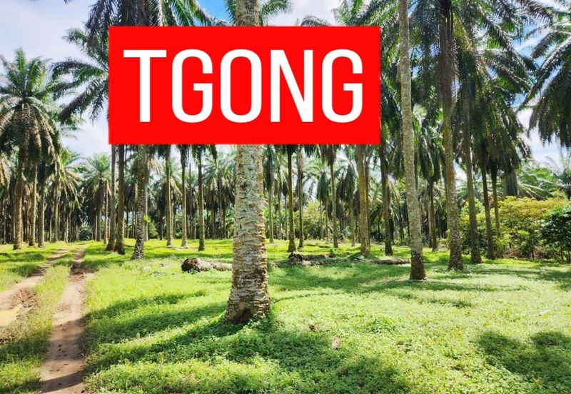 LAND SALE AT SELAMA PERAK AGRICULTURE LAND 25.67 ACRE