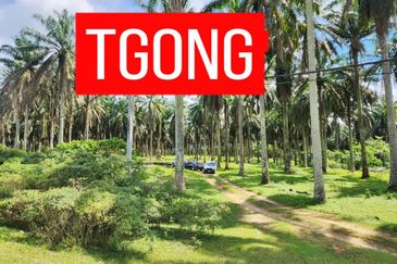 LAND SALE AT SELAMA PERAK AGRICULTURE LAND 25.67 ACRE