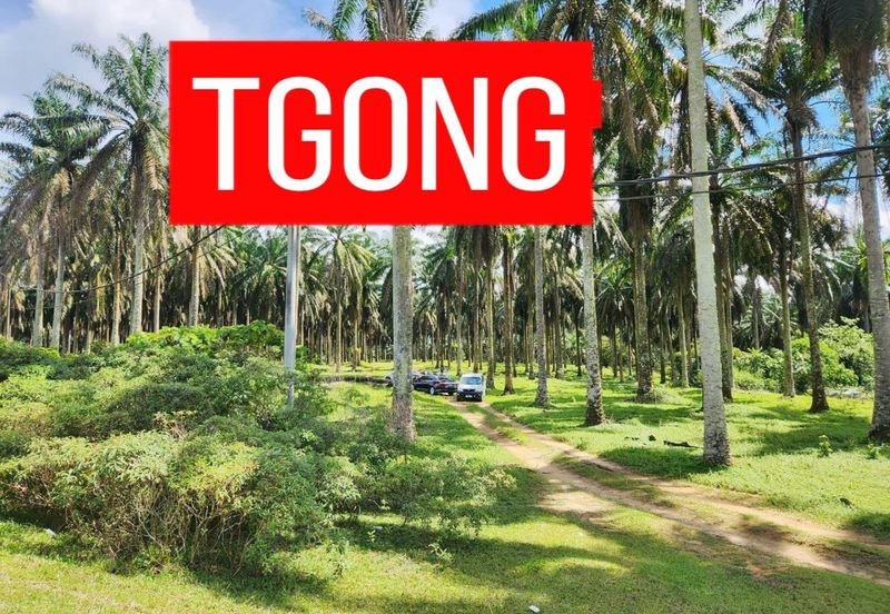 LAND SALE AT SELAMA PERAK AGRICULTURE LAND 25.67 ACRE