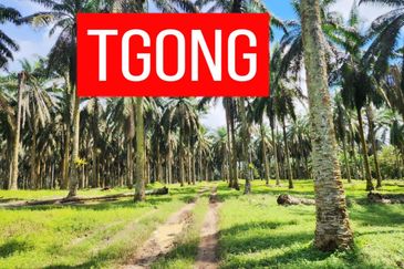 LAND SALE AT SELAMA PERAK AGRICULTURE LAND 25.67 ACRE