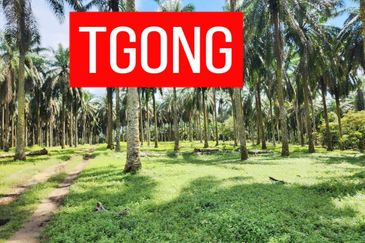 LAND SALE AT SELAMA PERAK AGRICULTURE LAND 25.67 ACRE