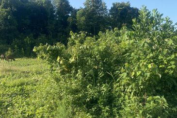 Tanah Lot Banglo Pasir Puteh