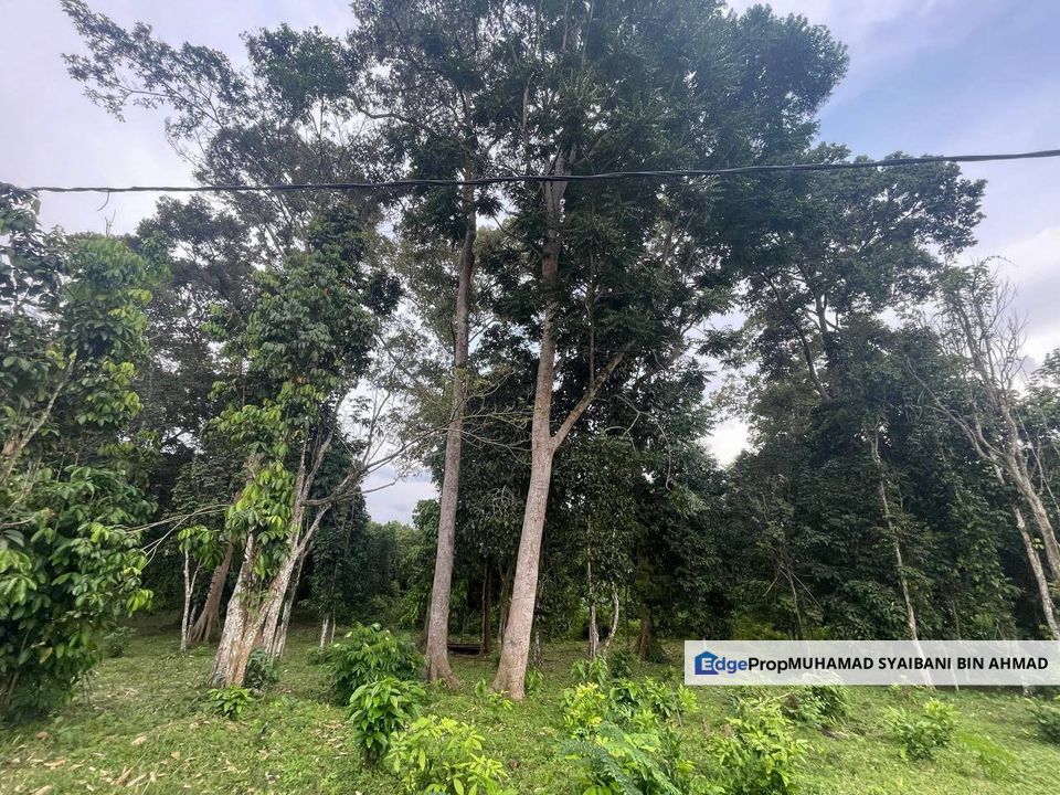 Tanah Dusun Untuk Dijual ❗️ Mukim Bongor, Baling, Kedah, Baling