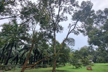 Durian farm for sale @ Jerom Tangkak Johor