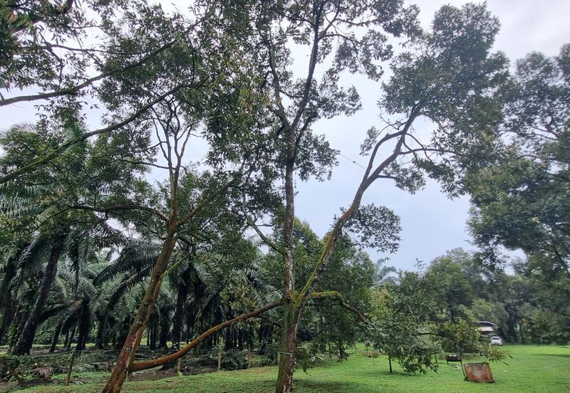 Durian farm for sale @ Jerom Tangkak Johor