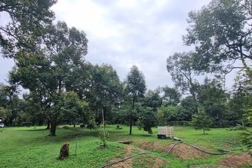 Durian farm for sale @ Jerom Tangkak Johor