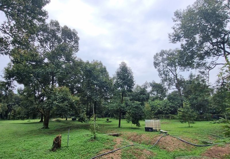 Durian farm for sale @ Jerom Tangkak Johor