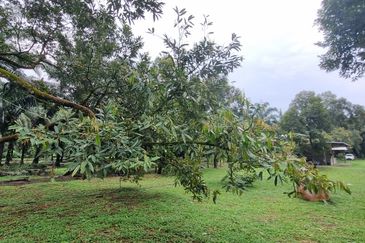 Durian farm for sale @ Jerom Tangkak Johor