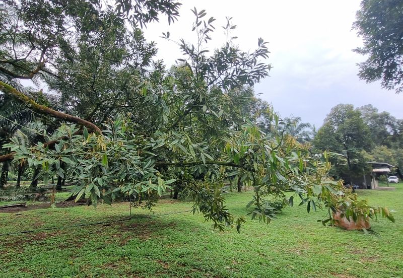Durian farm for sale @ Jerom Tangkak Johor