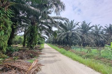 Durian farm for sale @ Jerom Tangkak Johor