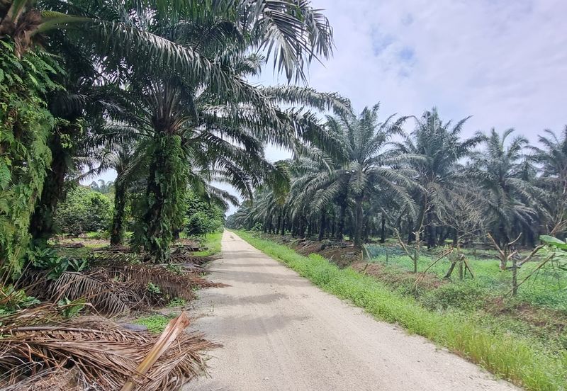Durian farm for sale @ Jerom Tangkak Johor