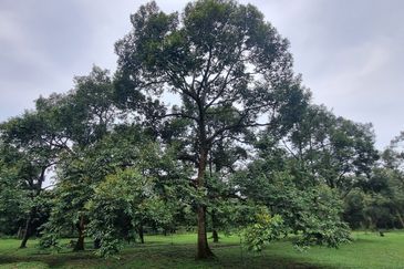 Durian farm for sale @ Jerom Tangkak Johor