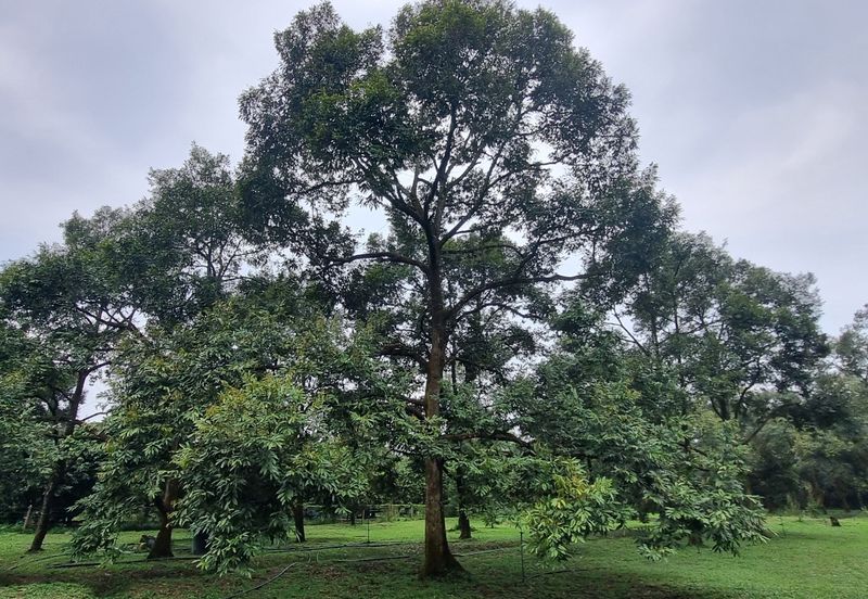 Durian farm for sale @ Jerom Tangkak Johor