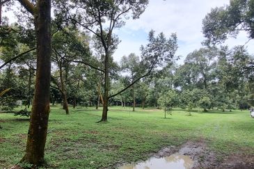 Durian farm for sale @ Jerom Tangkak Johor