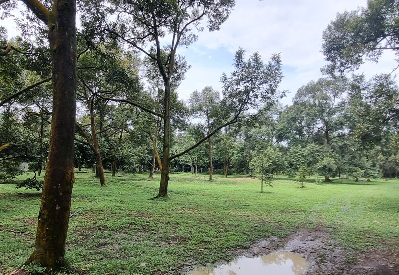 Durian farm for sale @ Jerom Tangkak Johor