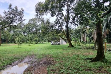 Durian farm for sale @ Jerom Tangkak Johor