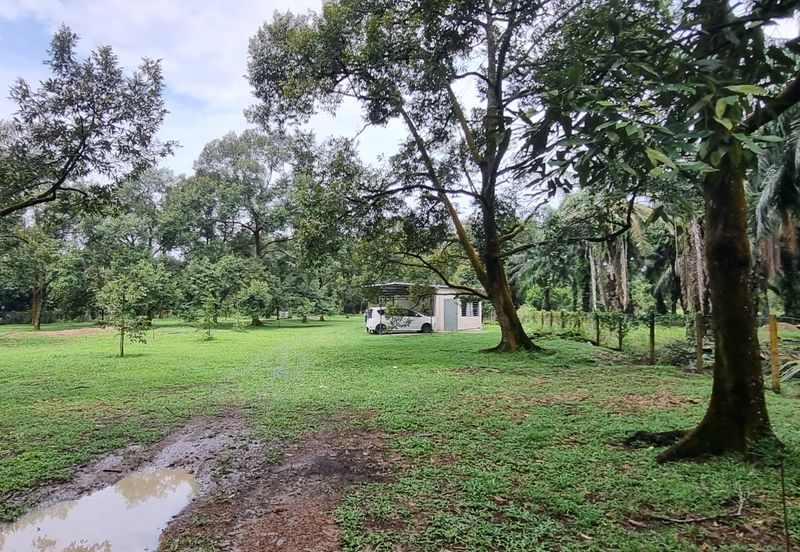 Durian farm for sale @ Jerom Tangkak Johor