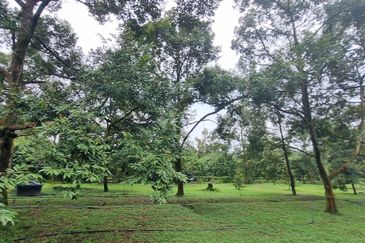 Durian farm for sale @ Jerom Tangkak Johor