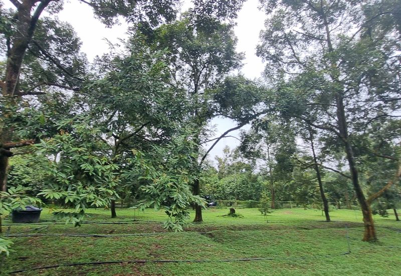 Durian farm for sale @ Jerom Tangkak Johor