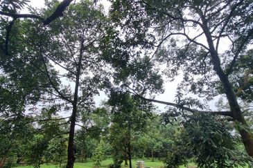 Durian farm for sale @ Jerom Tangkak Johor