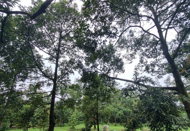 Durian farm for sale @ Jerom Tangkak Johor