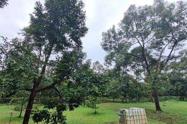 Durian farm for sale @ Jerom Tangkak Johor