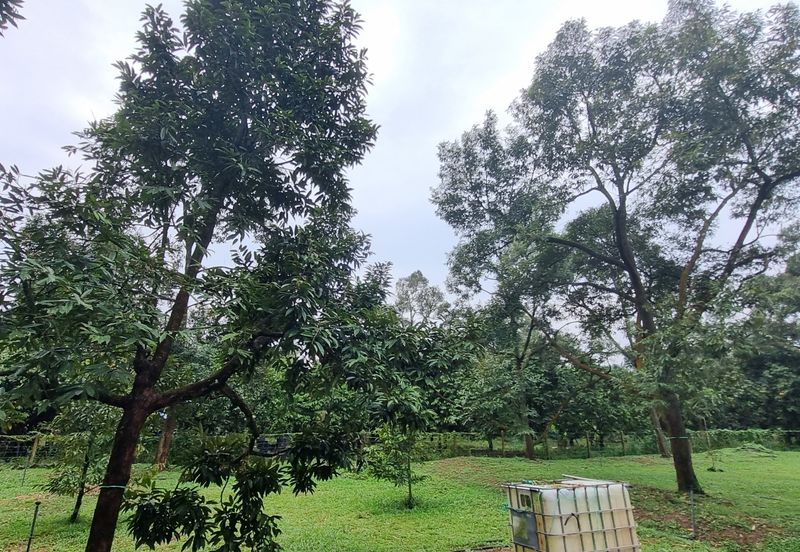 Durian farm for sale @ Jerom Tangkak Johor