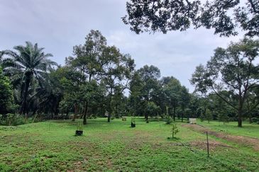 Durian farm for sale @ Jerom Tangkak Johor