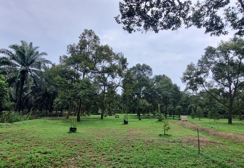 Durian farm for sale @ Jerom Tangkak Johor