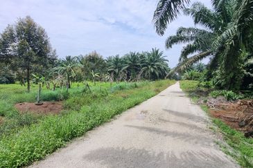 Durian farm for sale @ Jerom Tangkak Johor