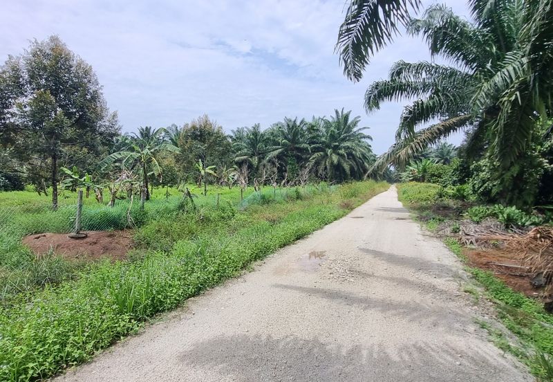 Durian farm for sale @ Jerom Tangkak Johor