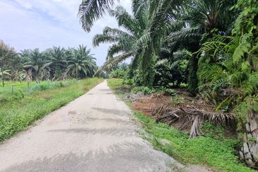 Durian farm for sale @ Jerom Tangkak Johor