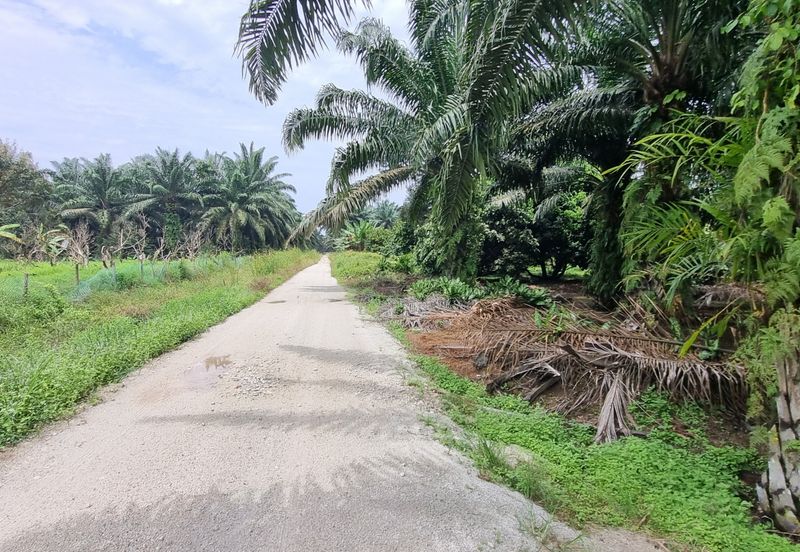 Durian farm for sale @ Jerom Tangkak Johor
