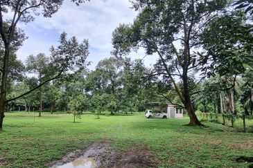 Durian farm for sale @ Jerom Tangkak Johor