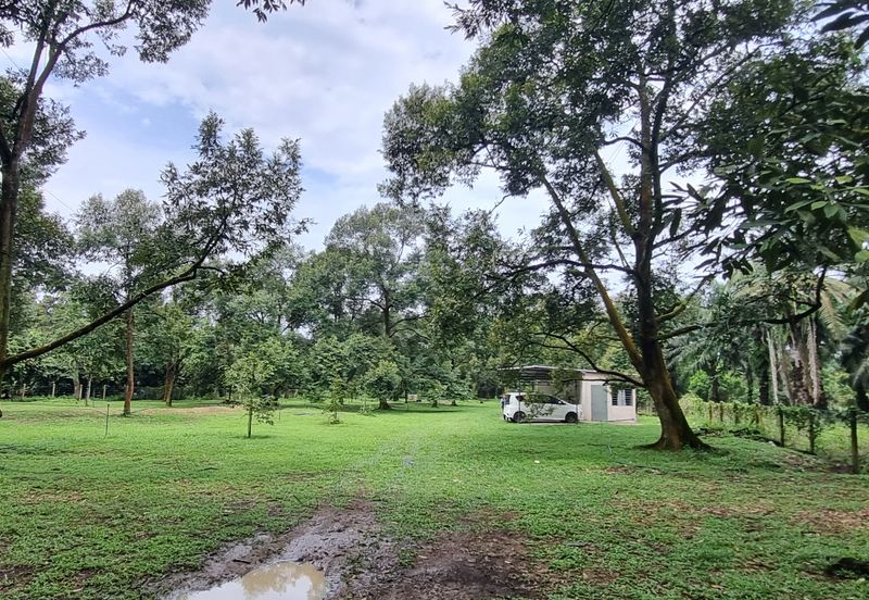 Durian farm for sale @ Jerom Tangkak Johor