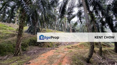 🌴 OIL PALM LAND FOR SALE 🌴 📍 Temin, Sungai Siput, Perak, Kuala Kangsar
