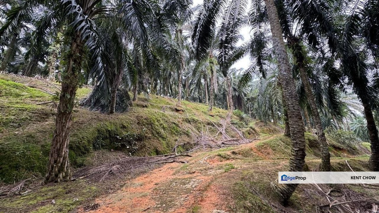 🌴 OIL PALM LAND FOR SALE 🌴 📍 Temin, Sungai Siput, Perak, Kuala Kangsar