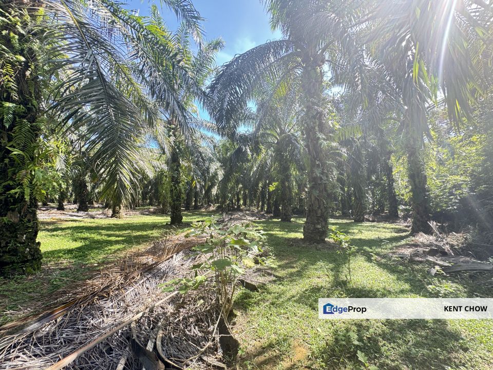 🌴 Oil Palm Land For Sale – Siputeh, Jalan Parit 🌴, Perak, Batu Gajah