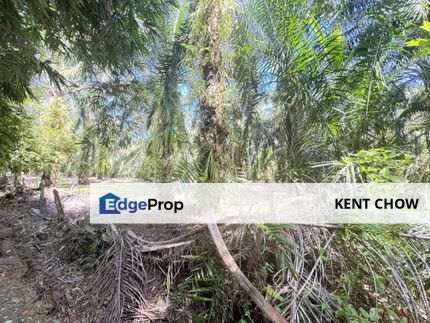 🌴 Oil Palm Land For Sale – Siputeh, Jalan Parit 🌴, Perak, Batu Gajah