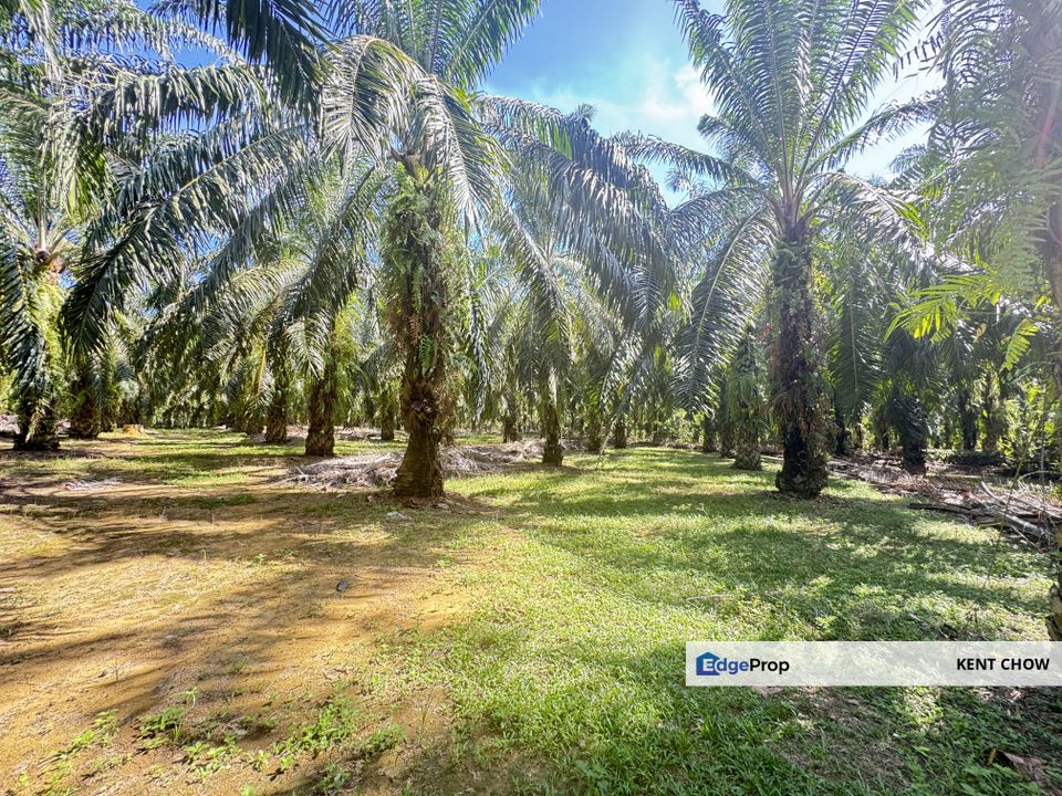 🌴 Oil Palm Land For Sale – Siputeh, Jalan Parit 🌴, Perak, Batu Gajah