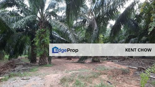 ‼️ Sungai Siput 6.1 Acre Oil Palm Agricultural Land For Sale ‼️, Perak, Kuala Kangsar