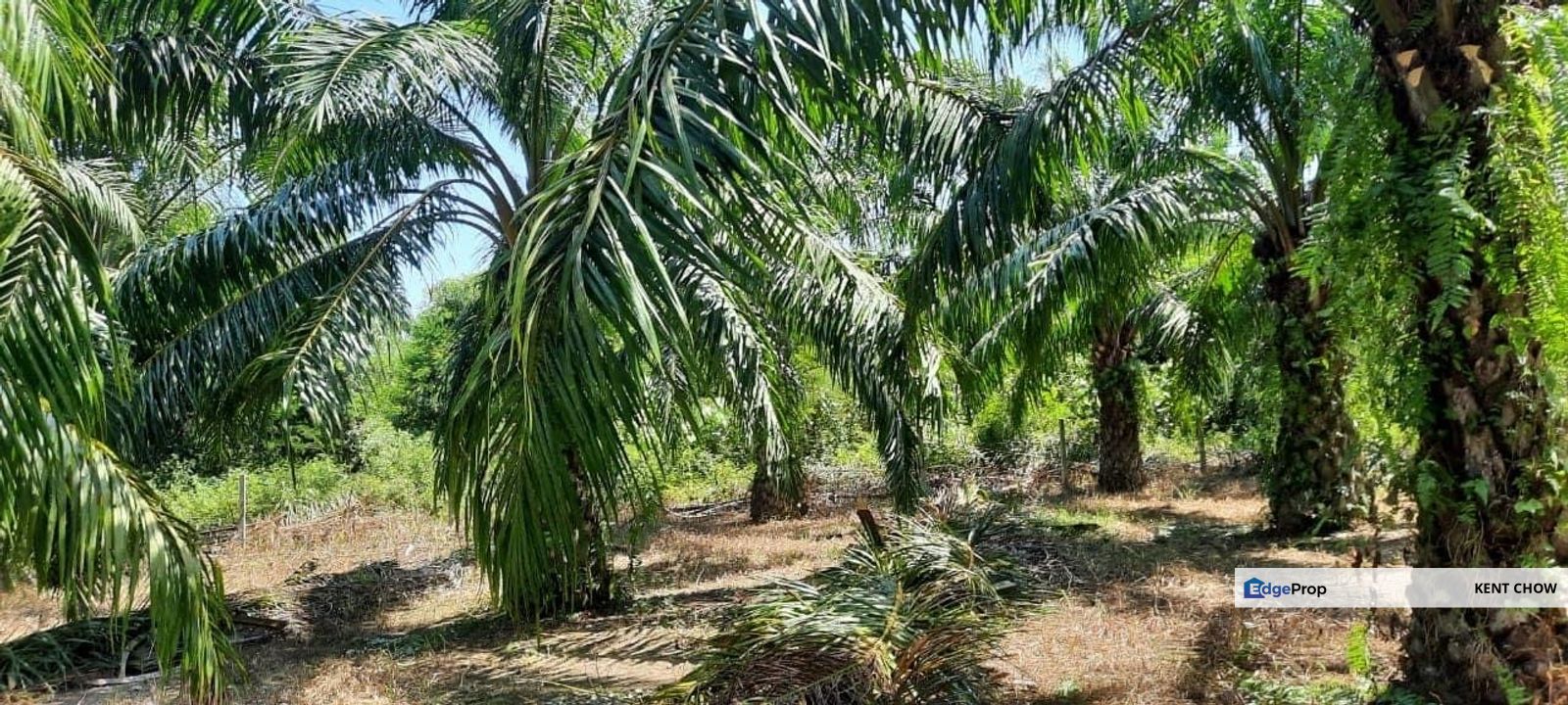 🌴🌟 For Sale: Prime 3-Acre Oil Palm Agricultural Land in Sungai Siput! 🌟🌴, Perak, Kuala Kangsar